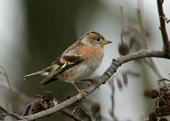 Brambling Fringilla montifringilla