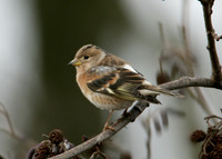 Brambling Fringilla montifringilla