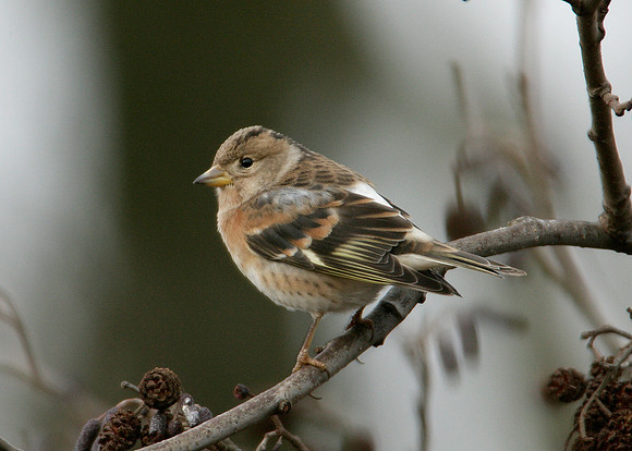 Brambling Fringilla montifringilla