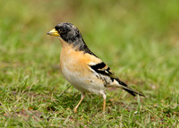 Brambling Fringilla montifringilla