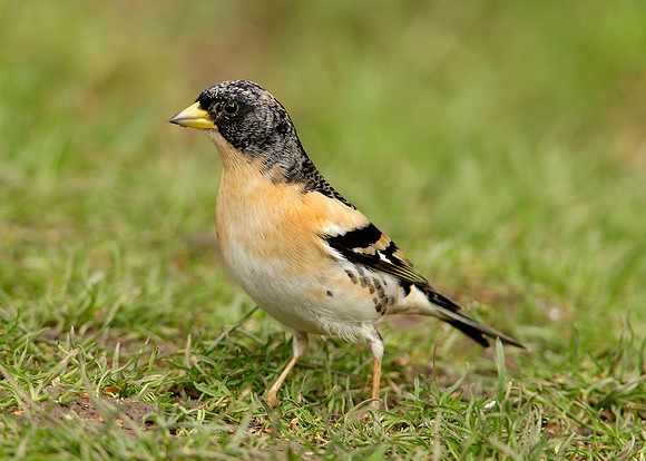 Brambling Fringilla montifringilla