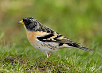 Brambling Fringilla montifringilla
