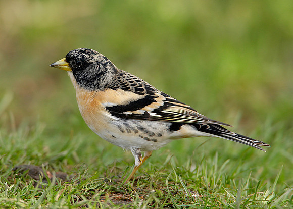 Brambling Fringilla montifringilla
