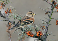 Brambling Fringilla montifringilla