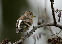 Brambling Fringilla montifringilla
