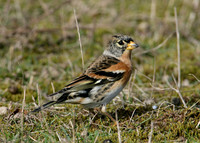 Brambling Fringilla montifringilla
