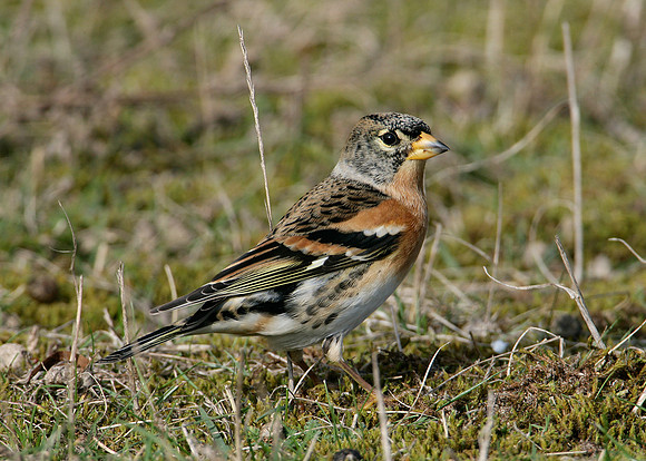 Brambling Fringilla montifringilla