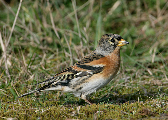 Brambling Fringilla montifringilla