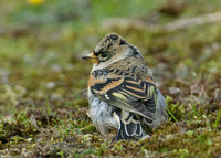 Brambling Fringilla montifringilla