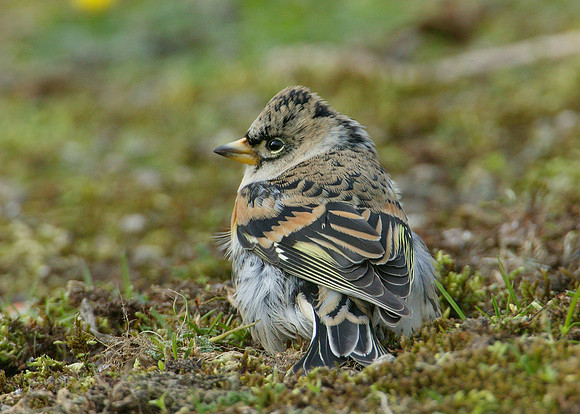 Brambling Fringilla montifringilla