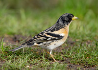 Brambling Fringilla montifringilla