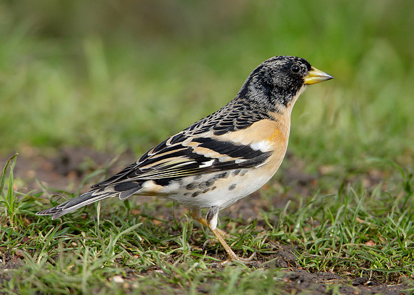 Brambling Fringilla montifringilla