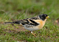 Brambling Fringilla montifringilla