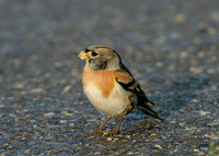 Brambling Fringilla montifringilla