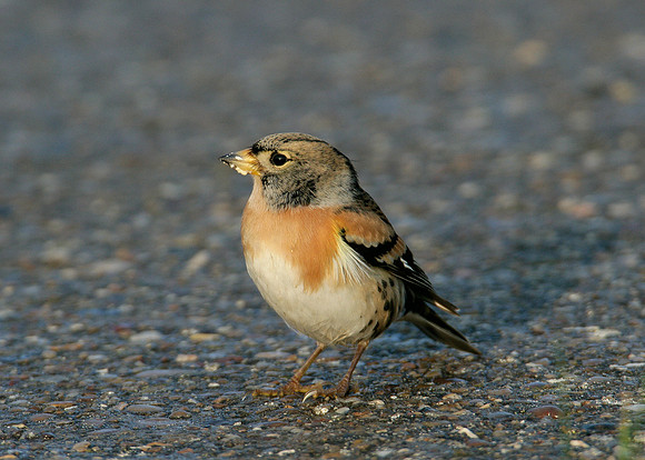 Brambling Fringilla montifringilla