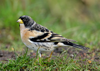 Brambling Fringilla montifringilla