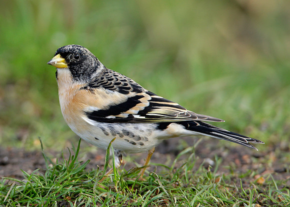 Brambling Fringilla montifringilla