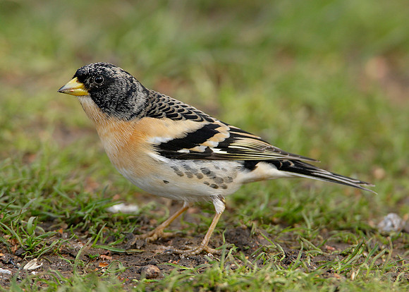 Brambling Fringilla montifringilla