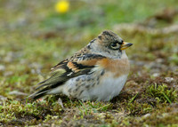 Brambling Fringilla montifringilla