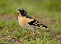 Brambling Fringilla montifringilla