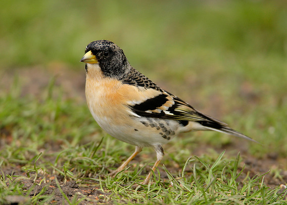 Brambling Fringilla montifringilla
