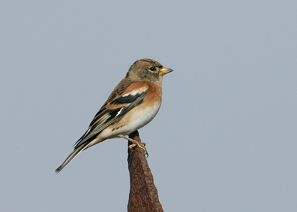 Brambling Fringilla montifringilla