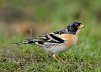 Brambling Fringilla montifringilla