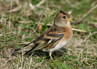 Brambling Fringilla montifringilla