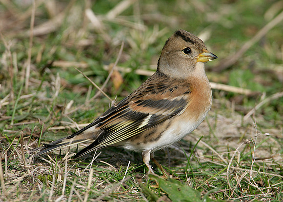 Brambling Fringilla montifringilla