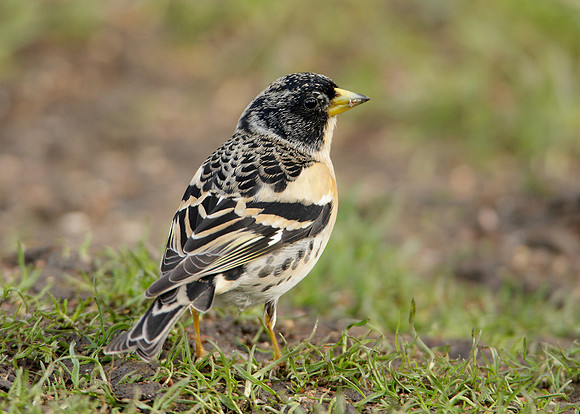 Brambling Fringilla montifringilla
