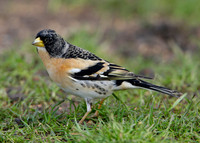 Brambling Fringilla montifringilla
