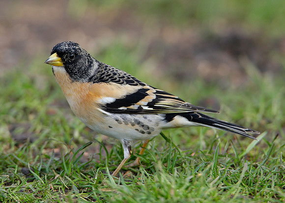 Brambling Fringilla montifringilla