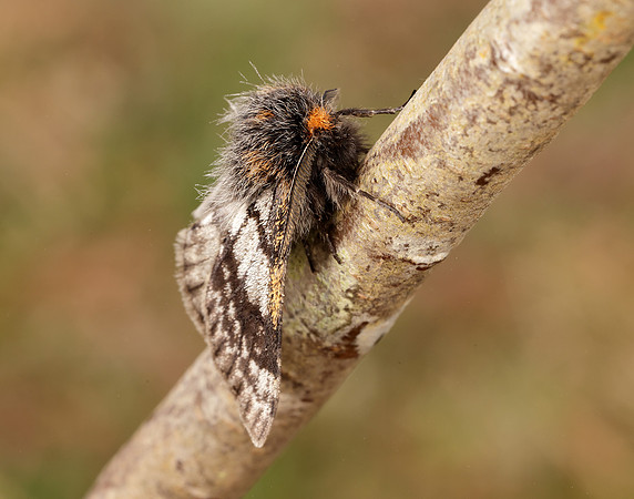 70.249 BF1929 Rannoch Brindled Beauty Lycia lapponaria