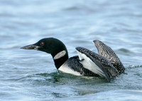 Great Northern Diver Gavia immer