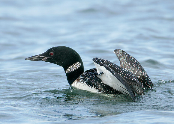 Great Northern Diver Gavia immer