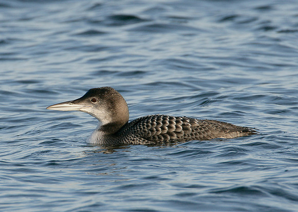 Great Northern Diver Gavia immer