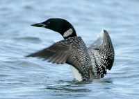 Great Northern Diver Gavia immer