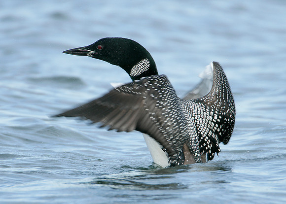 Great Northern Diver Gavia immer