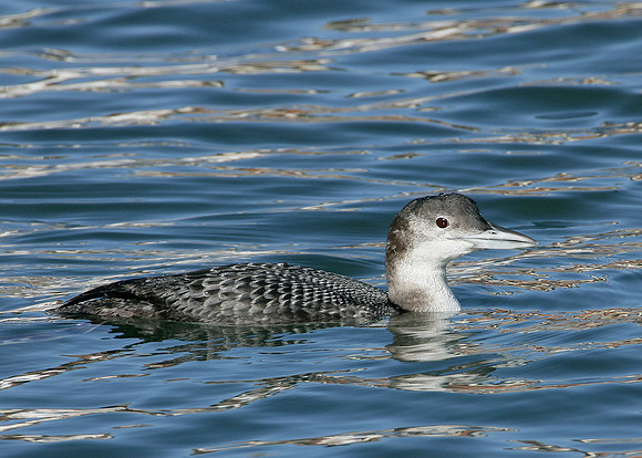 Great Northern Diver Gavia immer