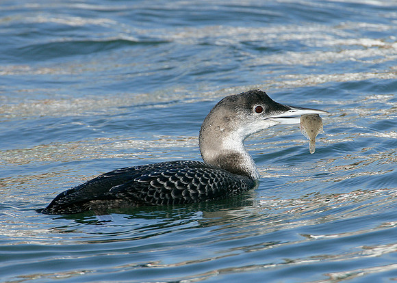Great Northern Diver Gavia immer
