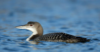 Great Northern Diver Gavia immer