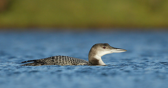 Great Northern Diver Gavia immer