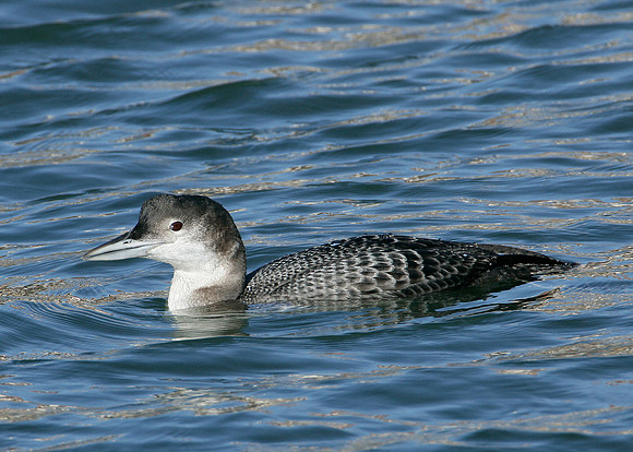 Great Northern Diver Gavia immer