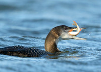 Great Northern Diver Gavia immer