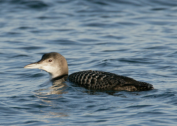 Great Northern Diver Gavia immer