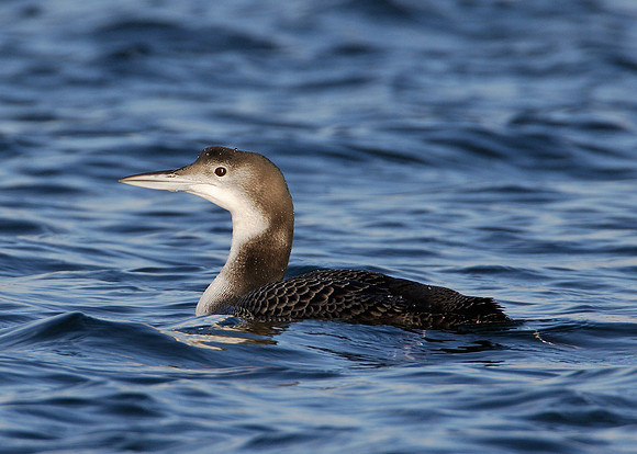 Great Northern Diver Gavia immer