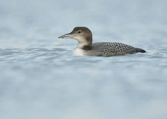 Great Northern Diver Gavia immer