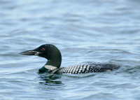 Great Northern Diver Gavia immer