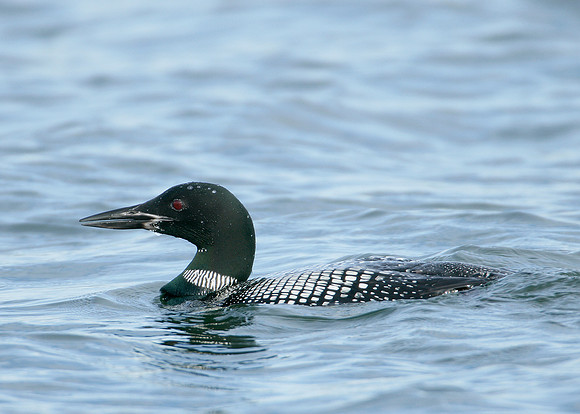 Great Northern Diver Gavia immer