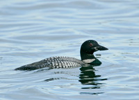 Great Northern Diver Gavia immer